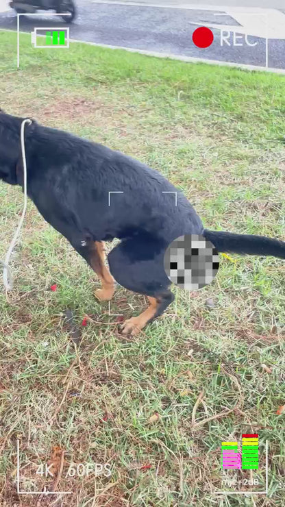 Turkey Tail+ - Dog Food Topper with Probiotics for Lipomas, Immune Support & Gut Health - 100 Servings - Bacon Flavor - Natural Allergy Relief - Supplements